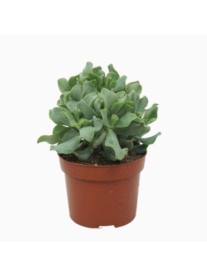 Crassula arborescens subsp. undilatifolia 'Curly' V24cm