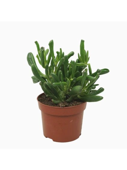 Crassula ovata 'Gollum' V24cm