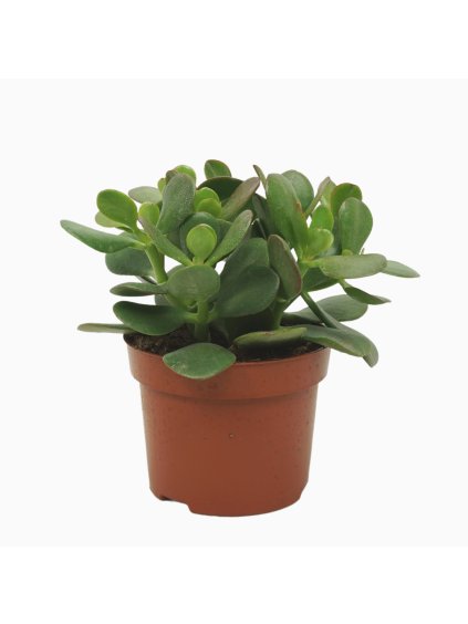 Crassula ovata V24cm