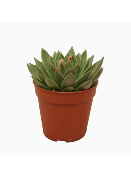 Echeveria agavoides V15cm