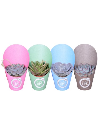 Echeveria gemengd V12cm