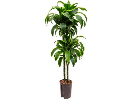 Dracaena fragrans 'Dorado' V100cm
