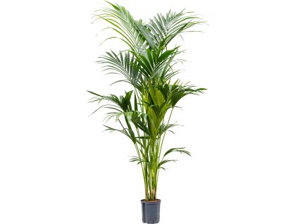 Kentia (Howea) forsteriana V180cm
