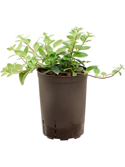 Aeschynanthus lobbianus R15cm V25cm