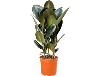 Ficus elastica 'Abidjan' V100cm