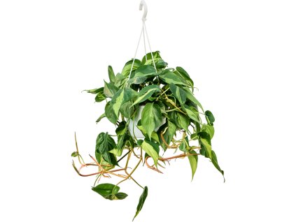 Philodendron scandens 'Brasil' V60cm