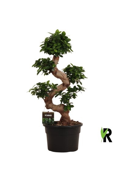 Ficus microcarpa Ginseng V70cm