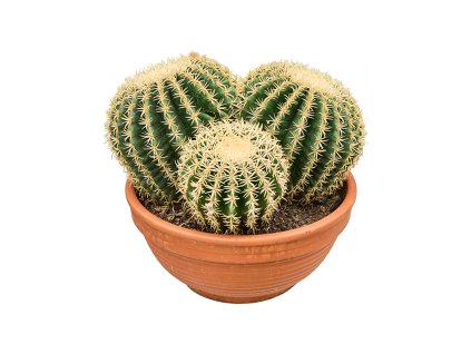 Echinocactus brevispina V35cm