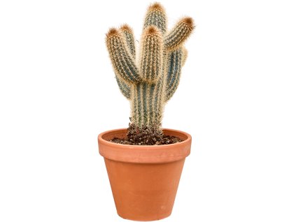Pilosocereus braunii V65cm