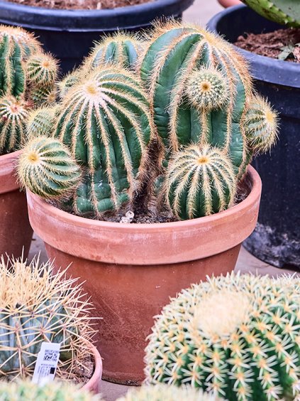 Eriocactus warasii V45cm