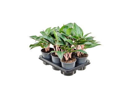 Aglaonema 'Misterio' 6/tray V30cm