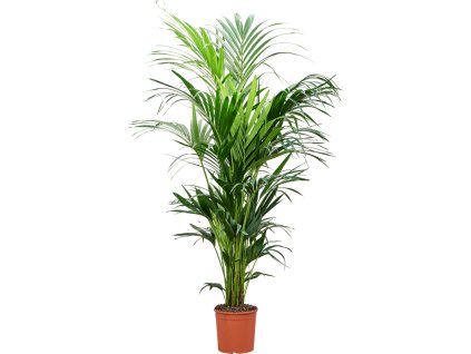 Kentia (Howea) forsteriana V195cm