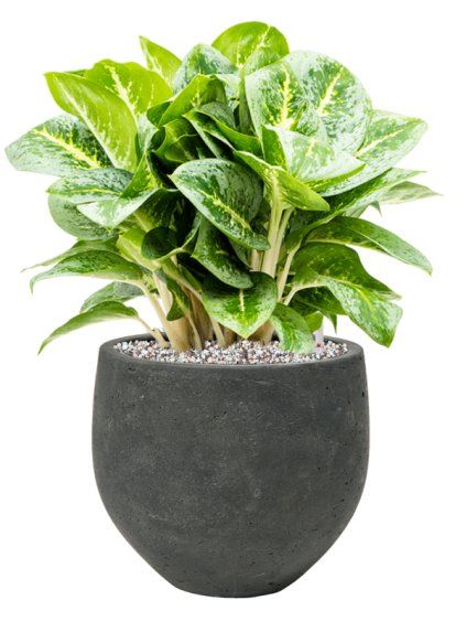 Aglaonema 'Lemon Mint' in Rough R19cm V45cm