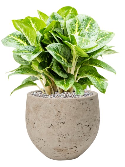 Aglaonema 'Lemon Mint' in Rough R19cm V45cm