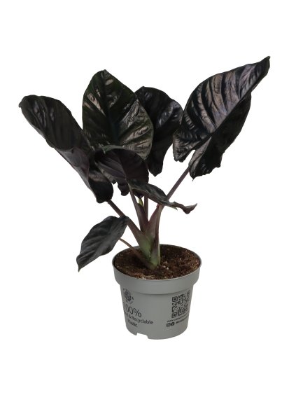 Alocasia Infernalis Black Magic V30cm