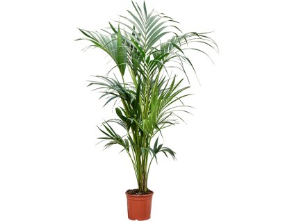 Kentia (Howea) forsteriana V160cm