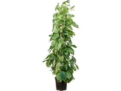 Monstera obliqua V180cm