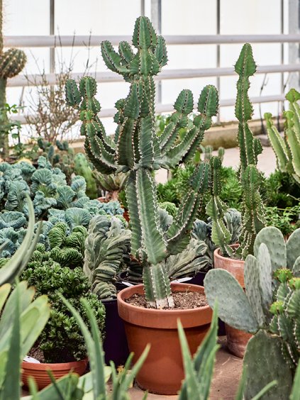 Euphorbia cooperi V130cm