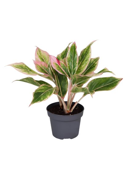 Aglaonema Lipstick Pink V25cm
