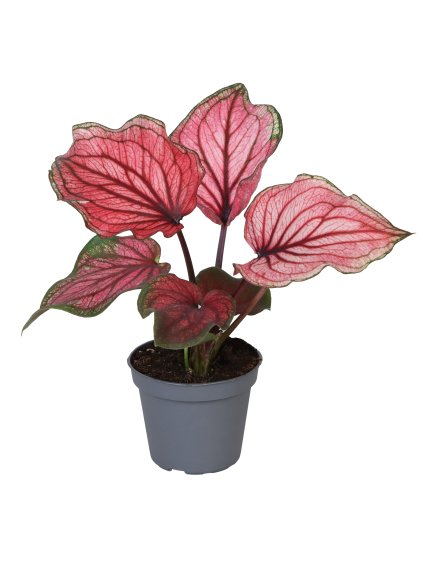 Caladium Lucia V12cm