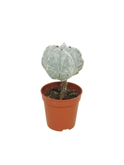 Astrophytum myriostigma V10cm