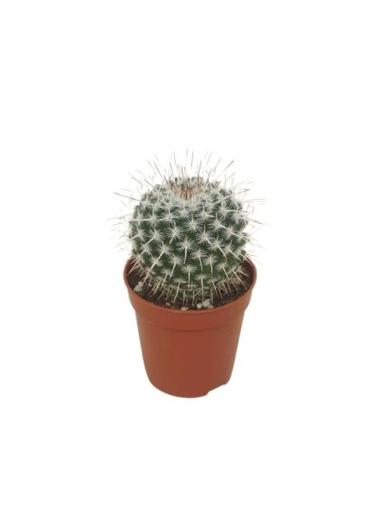 Mammillaria parkensonii V8cm