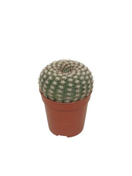 Notocactus uebelmannianus V8cm