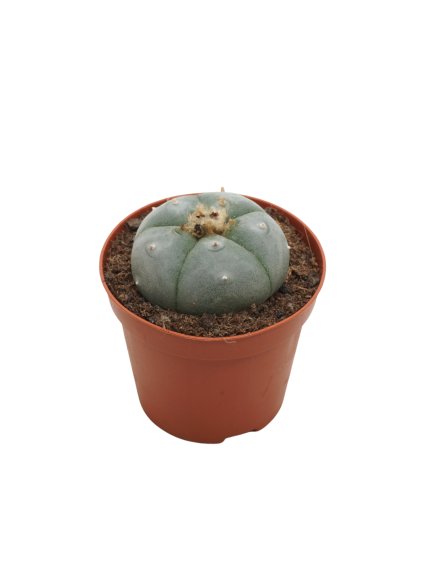 Lophophora williamsii V12cm