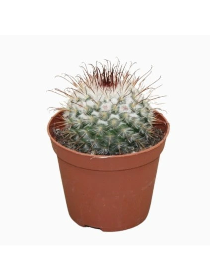 Mammillaria bombycina V12cm