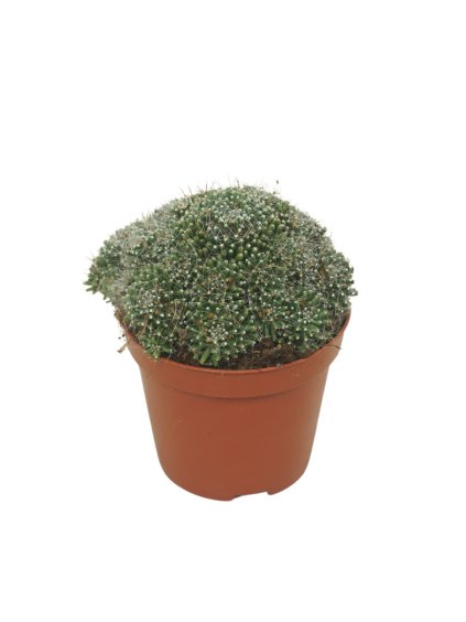 Mammillaria painterii V12cm