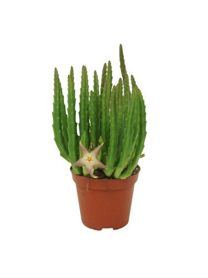 Stapelia grandiflora V20cm