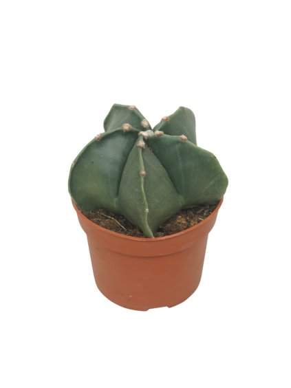 Astrophytum myriostigma V15cm