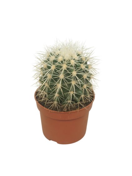 Echinocactus grusonii 'Albispina' V15cm