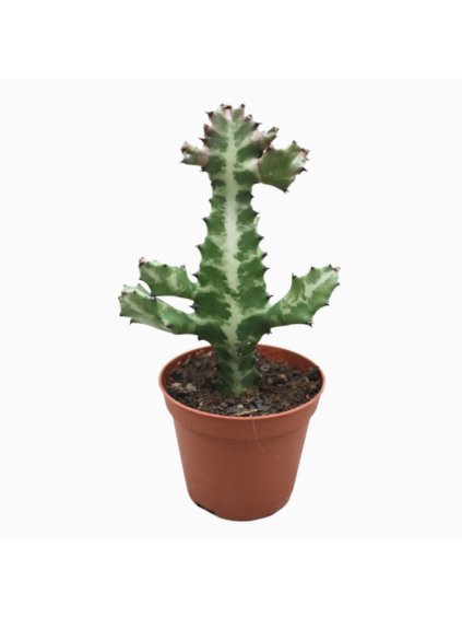 Euphorbia lactea V25cm