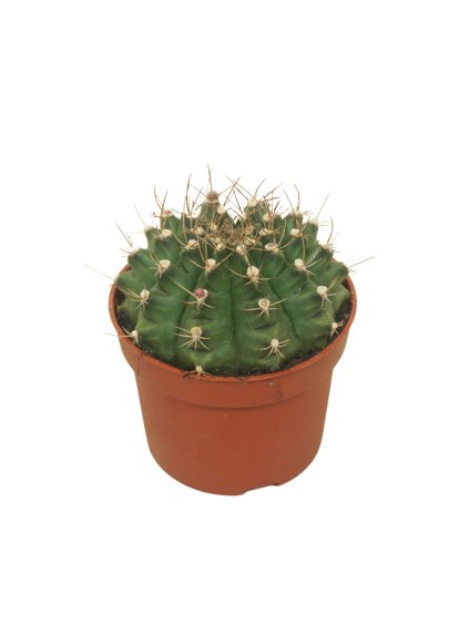 Gymnocalycium damsii V15cm