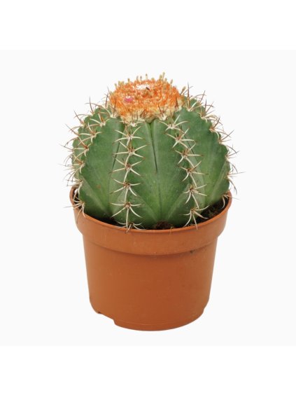 Melocactus matanzanus V14cm