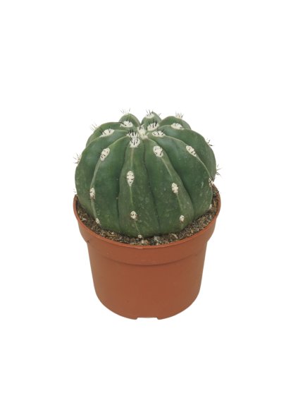 Melocactus maxonii inermis V13cm