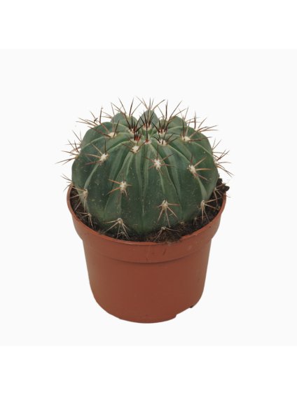 Melocactus maxonii V13cm