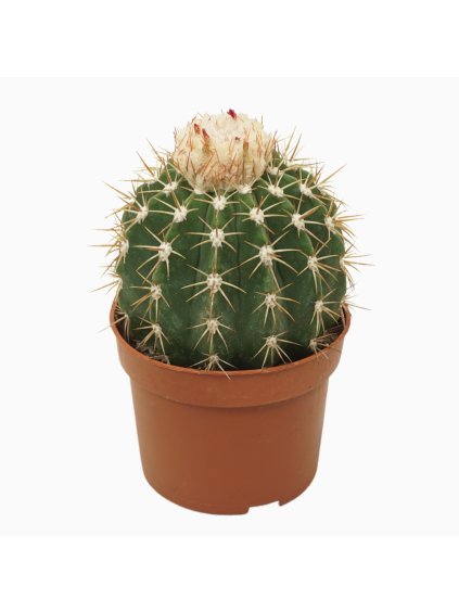 Melocactus ruestii V14cm