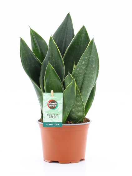 Sansevieria Black Diamond V35cm