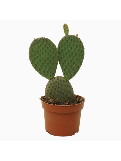 Opuntia microdasys V15cm