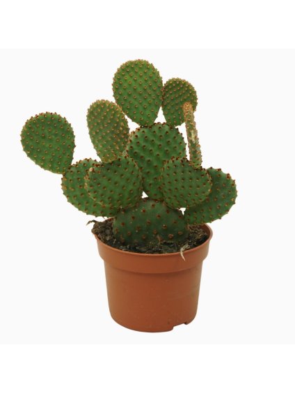 Opuntia microdasys subsp. rufida V20cm