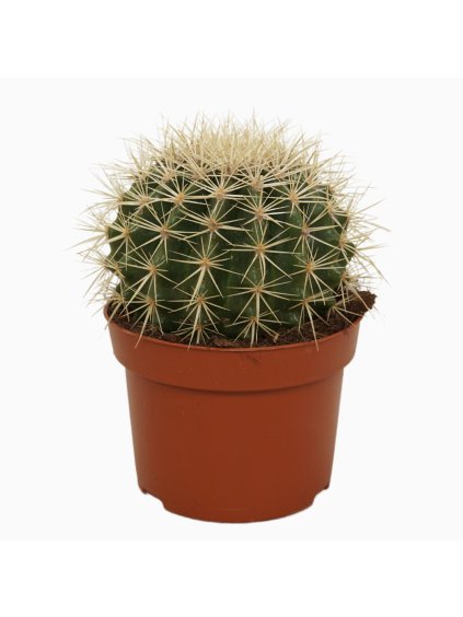 Echinocactus grusonii V15cm