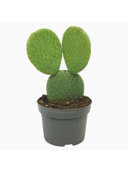 Opuntia microdasys inermis V15cm