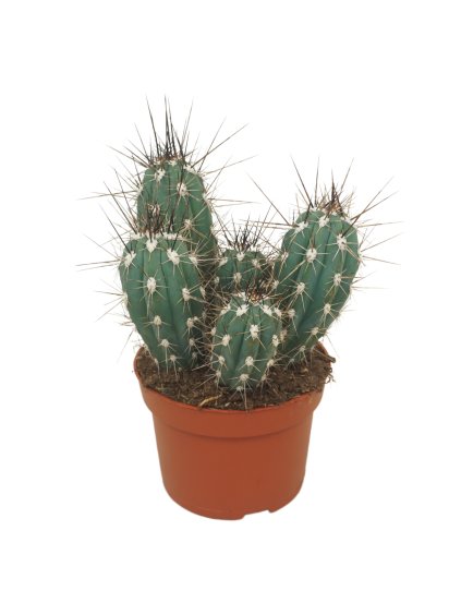 Stetsonia coryne V20cm