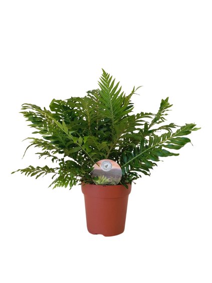 Blechnum gibbum 'Silver Lady' V35cm