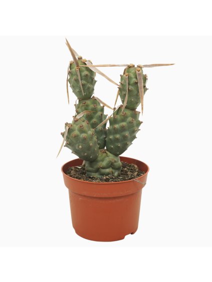 Tephrocactus articulatus V20cm
