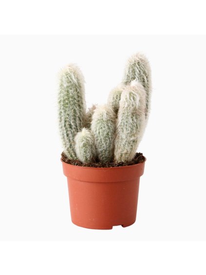 Austrocephalocereus dybowski V25cm