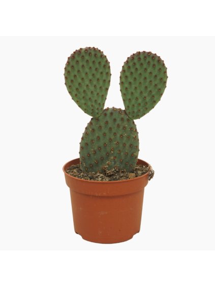 Opuntia microdasys V20cm