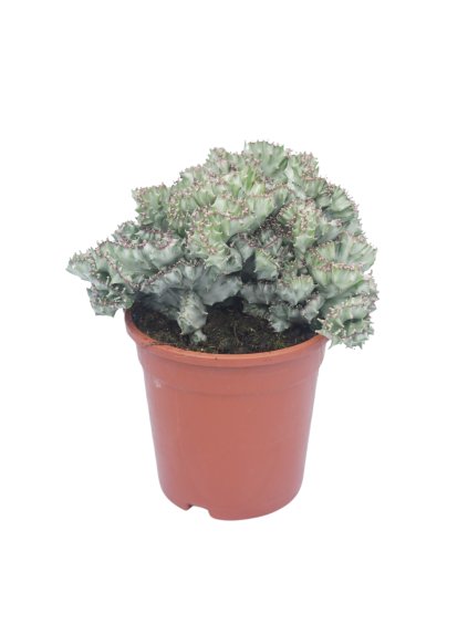 Euphorbia lactea 'Cristata' V40cm